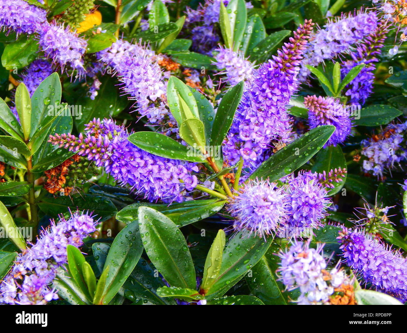 Purple flowers amongst green leaves Stock Photo