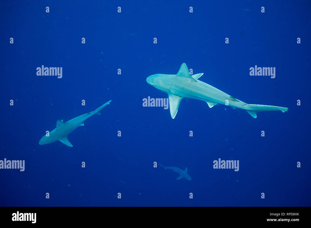 Sandbar shark hi-res stock photography and images - Alamy