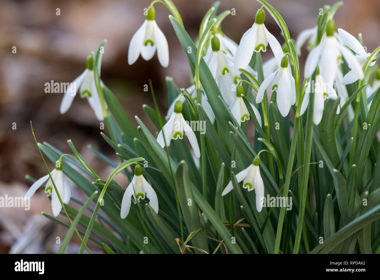 Snowdrops early spring Febuary 2019 (Galanthus nivalis) three petal white flowers with single drooping blossom on each stem. Inner petals are notched Stock Photo