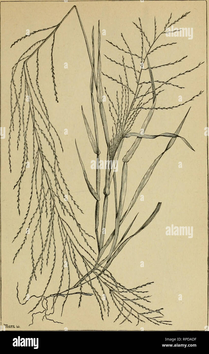 . American farming and stock raising, with useful facts for the household, devoted to farming in all its departments. Agriculture. FEATHER GRASS. (Leptochloa mucronata.) 173. Please note that these images are extracted from scanned page images that may have been digitally enhanced for readability - coloration and appearance of these illustrations may not perfectly resemble the original work.. Flint, Charles L. (Charles Louis), 1824-1889. New York, Casselberry Stock Photo
