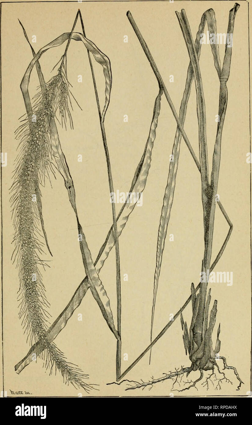 . American farming and stock raising, with useful facts for the household, devoted to farming in all its departments. Agriculture. GRASSES AND FORAGE PLANTS. 159. PIGEON GRASS—BRISTLE GRASS. (Setaria Setosa.). Please note that these images are extracted from scanned page images that may have been digitally enhanced for readability - coloration and appearance of these illustrations may not perfectly resemble the original work.. Flint, Charles L. (Charles Louis), 1824-1889. New York, Casselberry Stock Photo