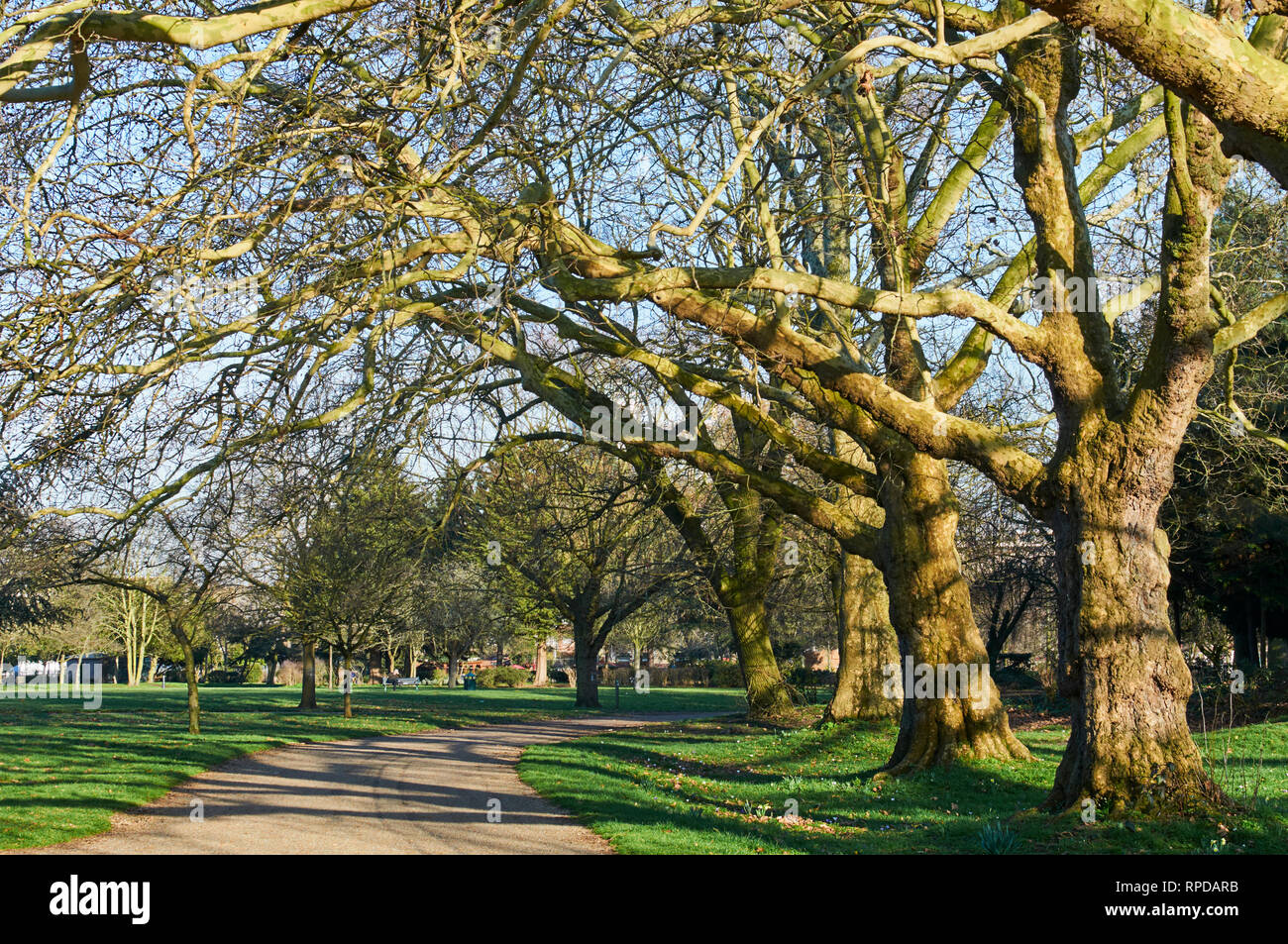 Tree-lined avenue in Finsbury Park, North London UK, in winter sunshine Stock Photo