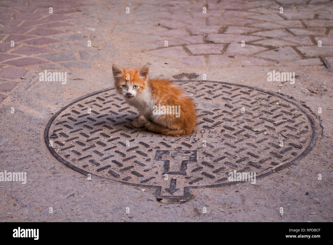 Little red long fur cat with bright green eyes, sitting on a channel of a street with paving. Safi, Morocco. Stock Photo
