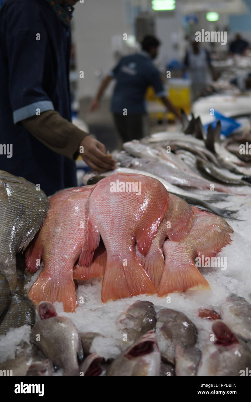 Fresh fish for sale at the modern fish market located in Dubai Stock