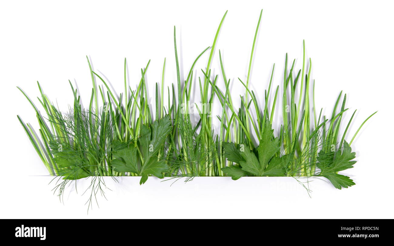 Fresh Herbs - Panorama on white Background Stock Photo