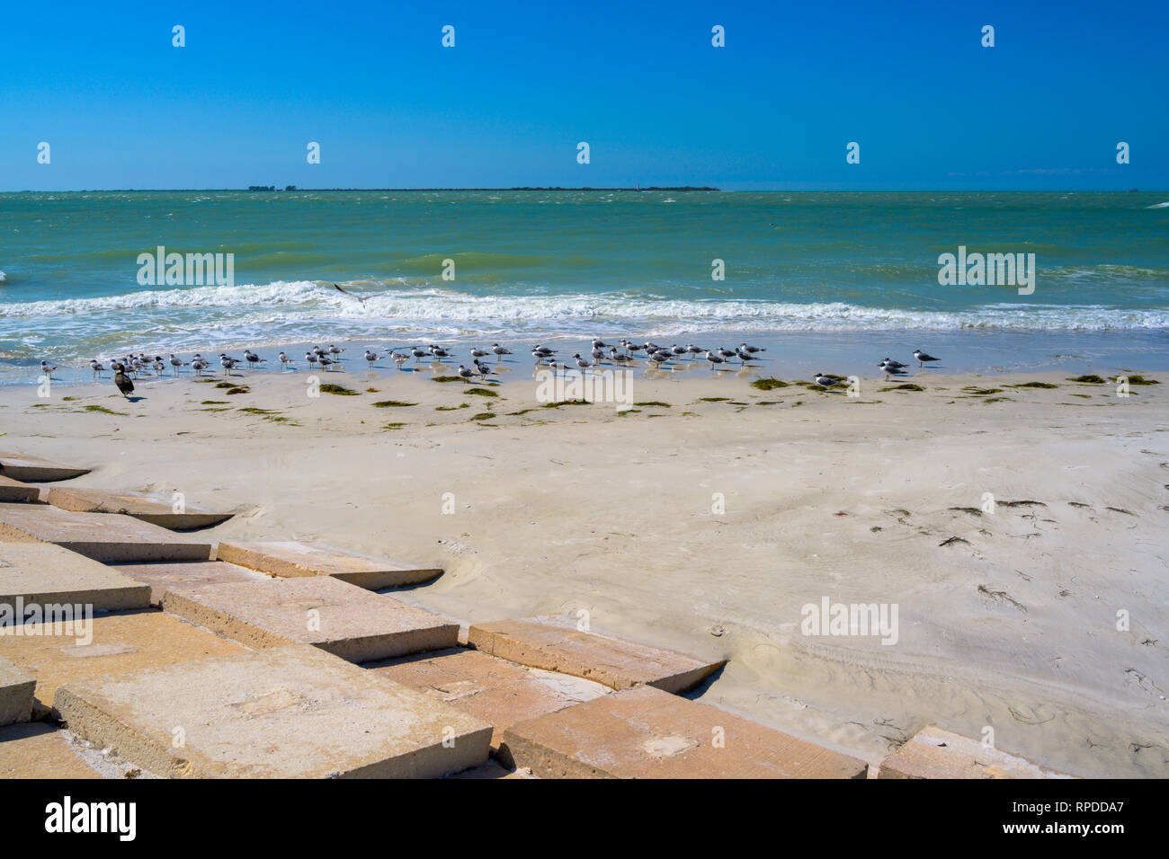 A wide-angle shot of seagulls lined up on a beach near a seawall. Stock Photo