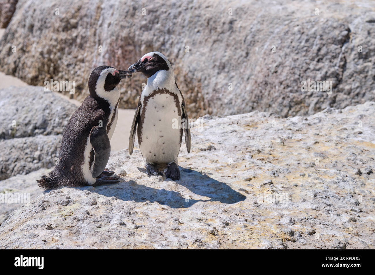Pair of African penguin on a large rock with affection display. Beak to beak contact Stock Photo