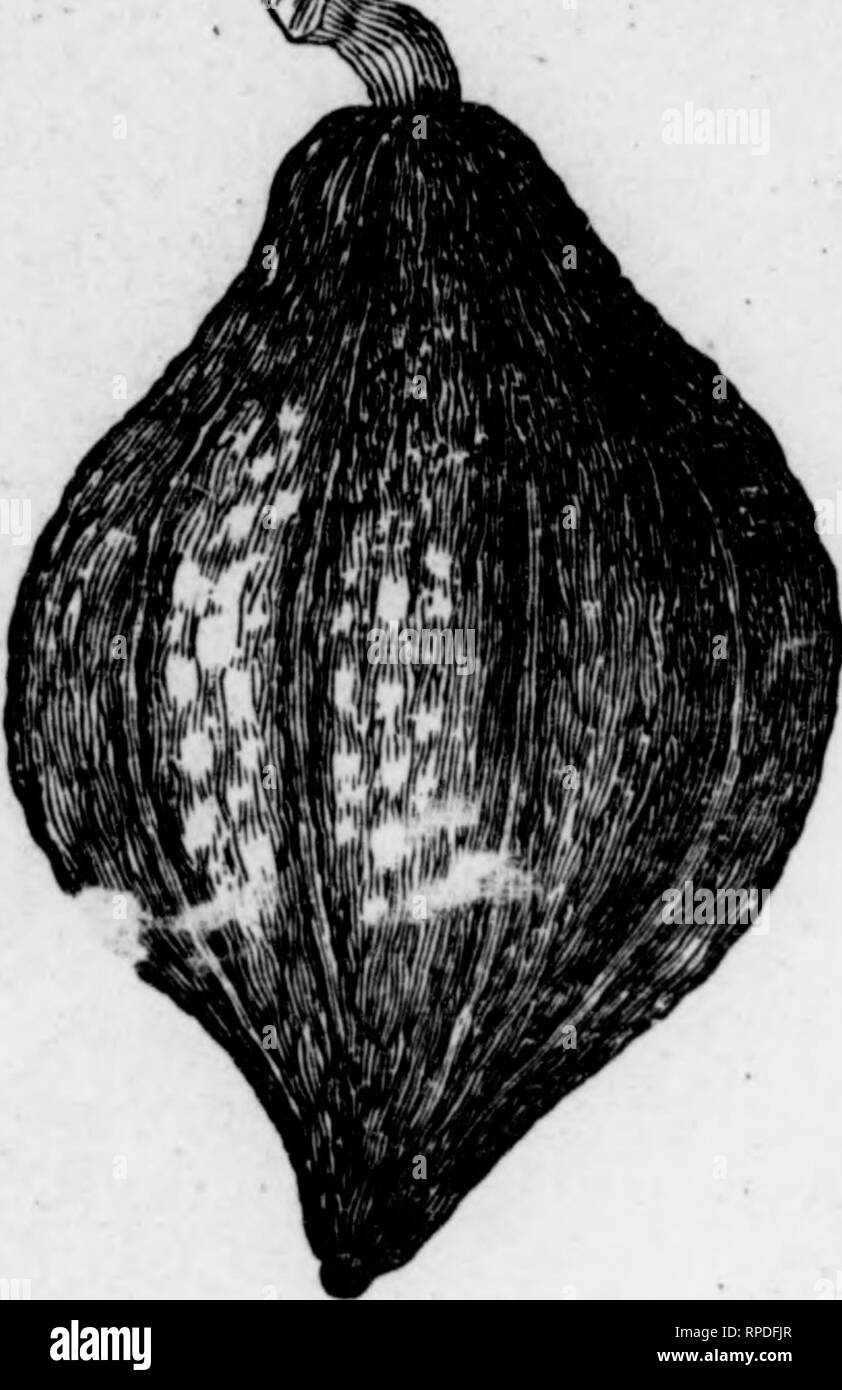 Drawing for vigorous plants Black and White Stock Photos & Images Alamy