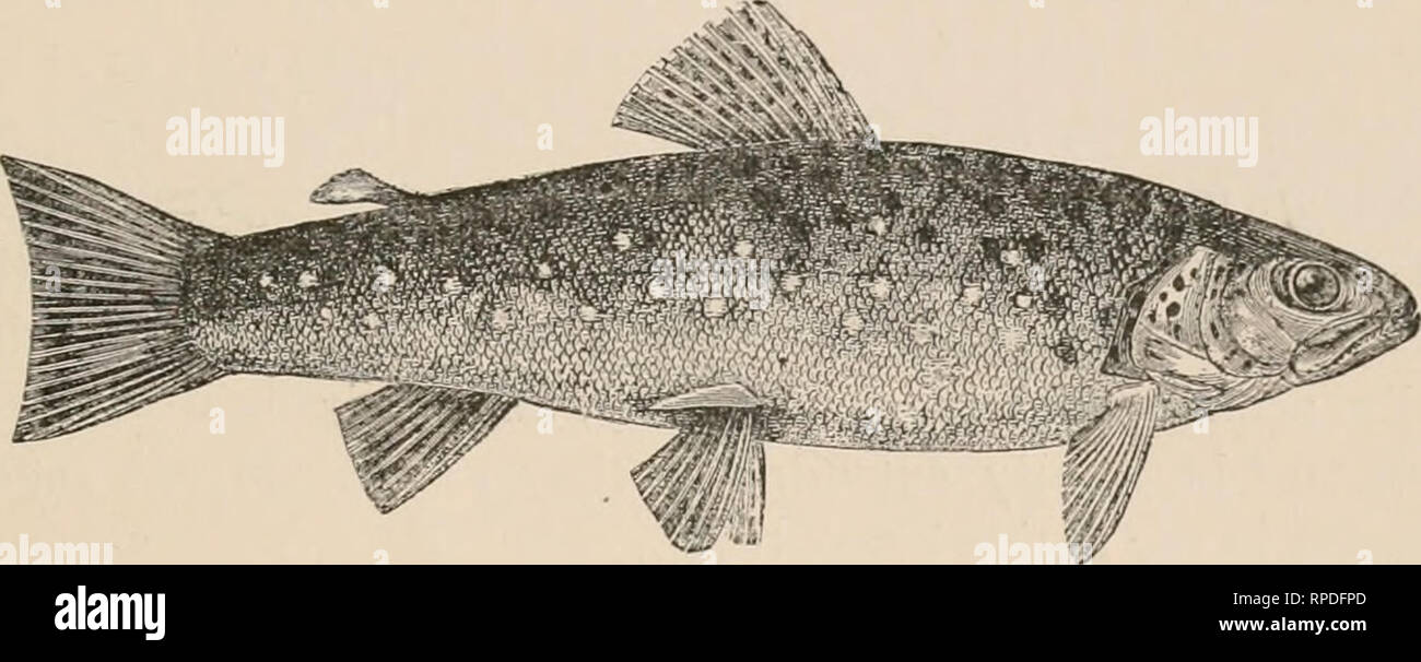 American Fishes A Popular Treatise Upon The Game And Food Fishes