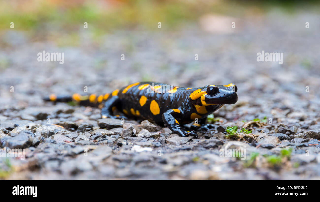 Close up of a Fire Salamander stepping on pebbles, after rain. Black Amphibian with orange spots the most common species of salamanders. Macro from th Stock Photo