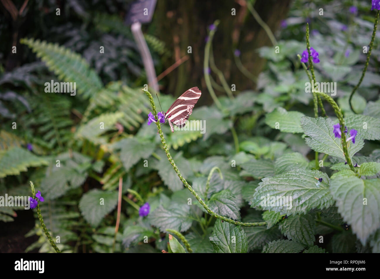 Butterfly conservatory or museum indoor at Niagara Falls, Ontario, Canada Stock Photo