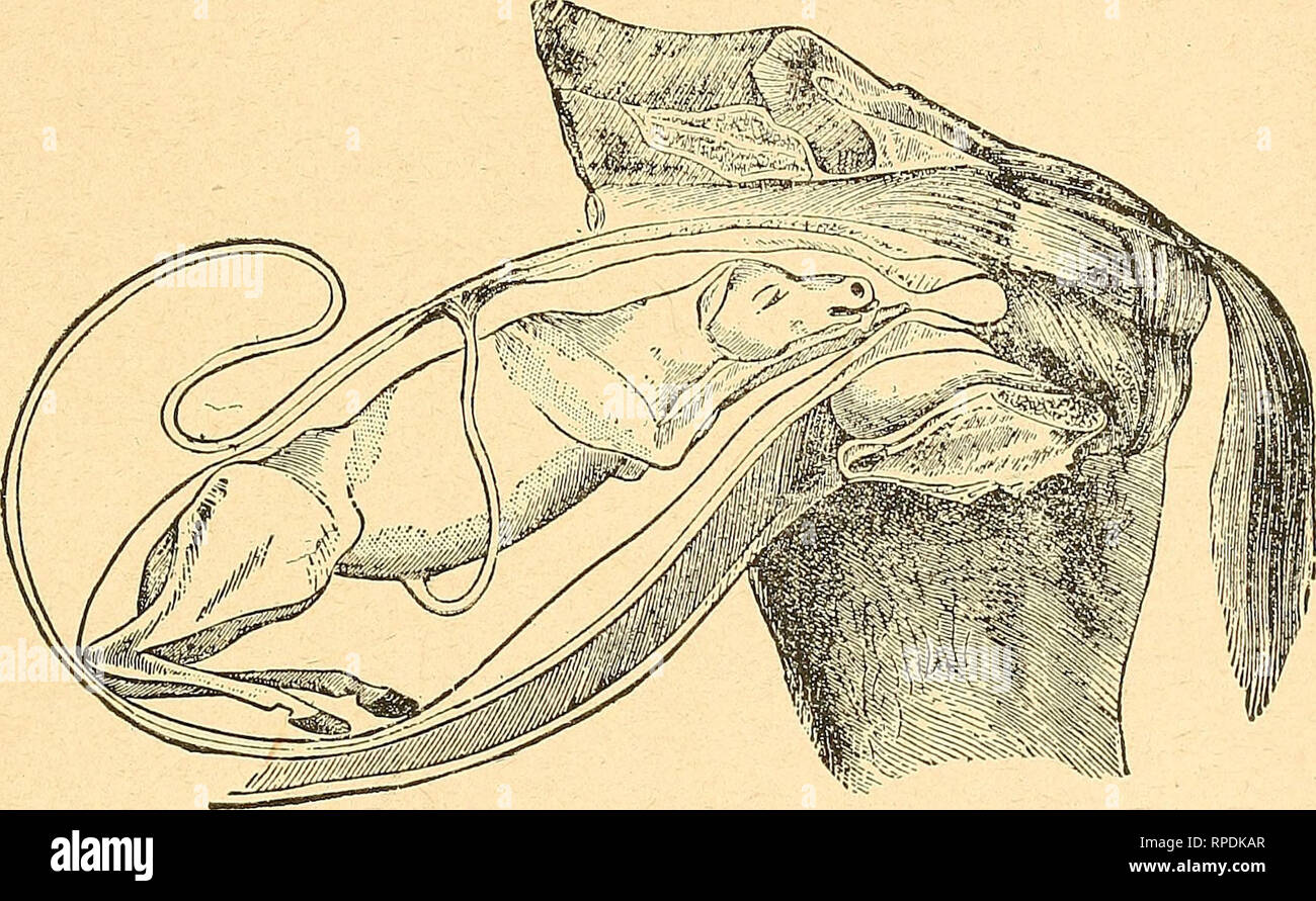 Horse Placenta Treatment Football Clipart