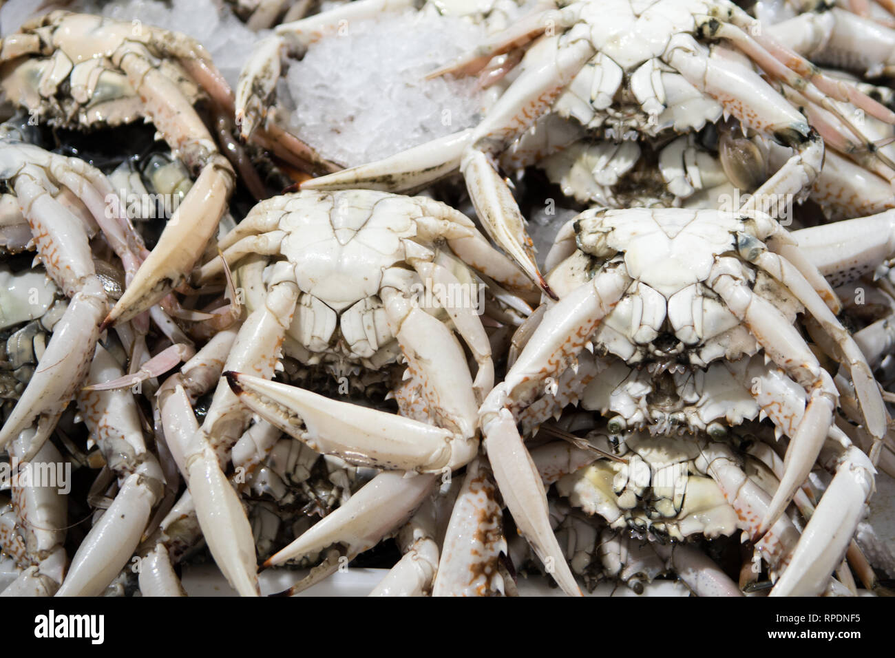 Fresh crab for sale at the modern fish market located in Dubai Stock