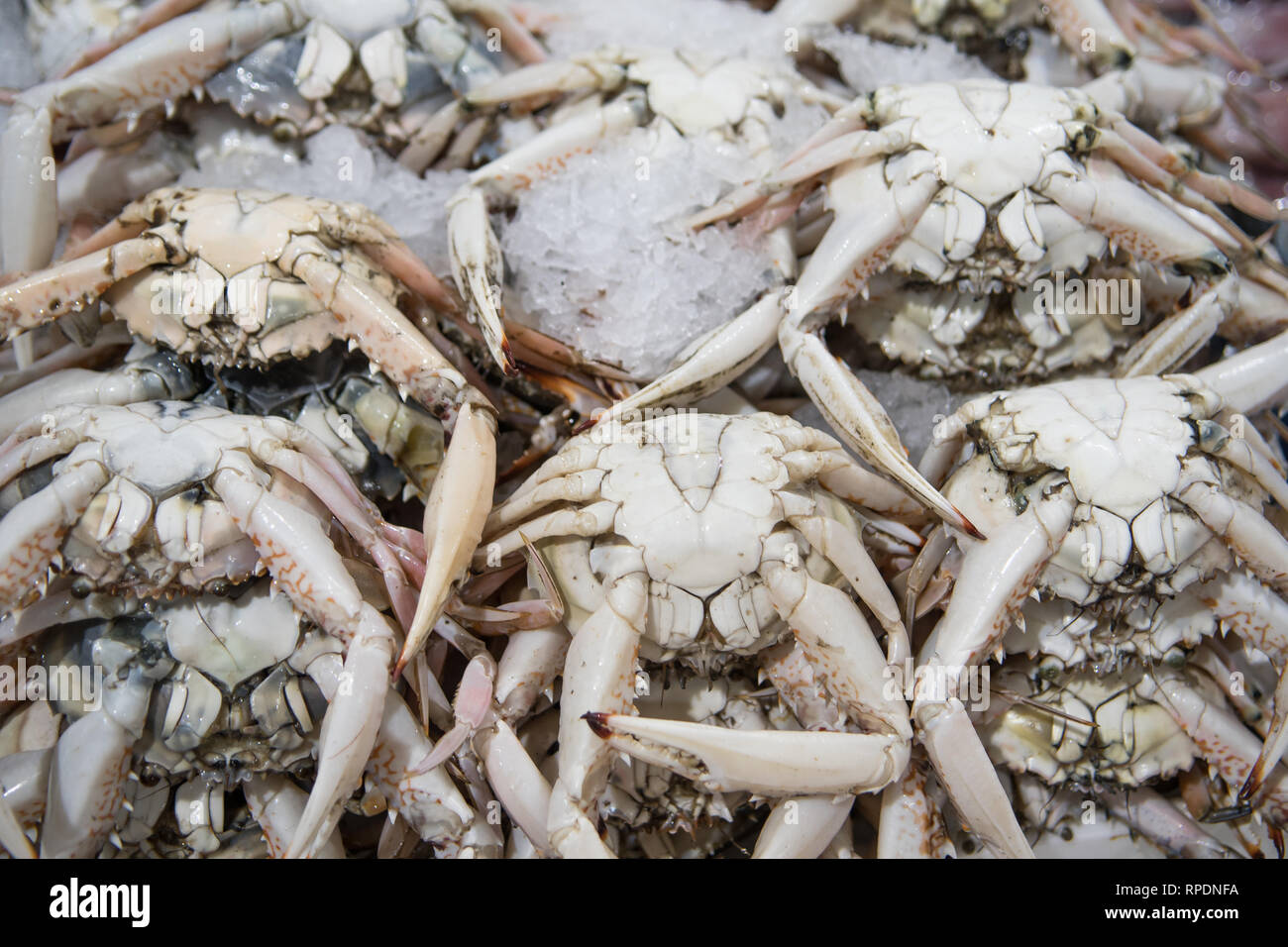 Fresh crab for sale at the modern fish market located in Dubai Stock
