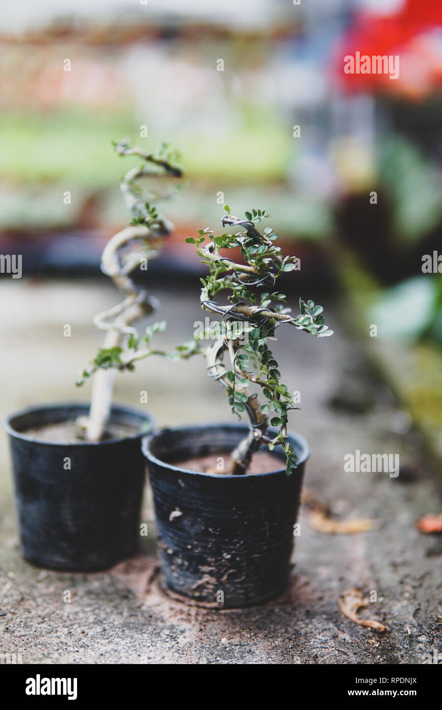 Bonsai wire hi-res stock photography and images - Alamy