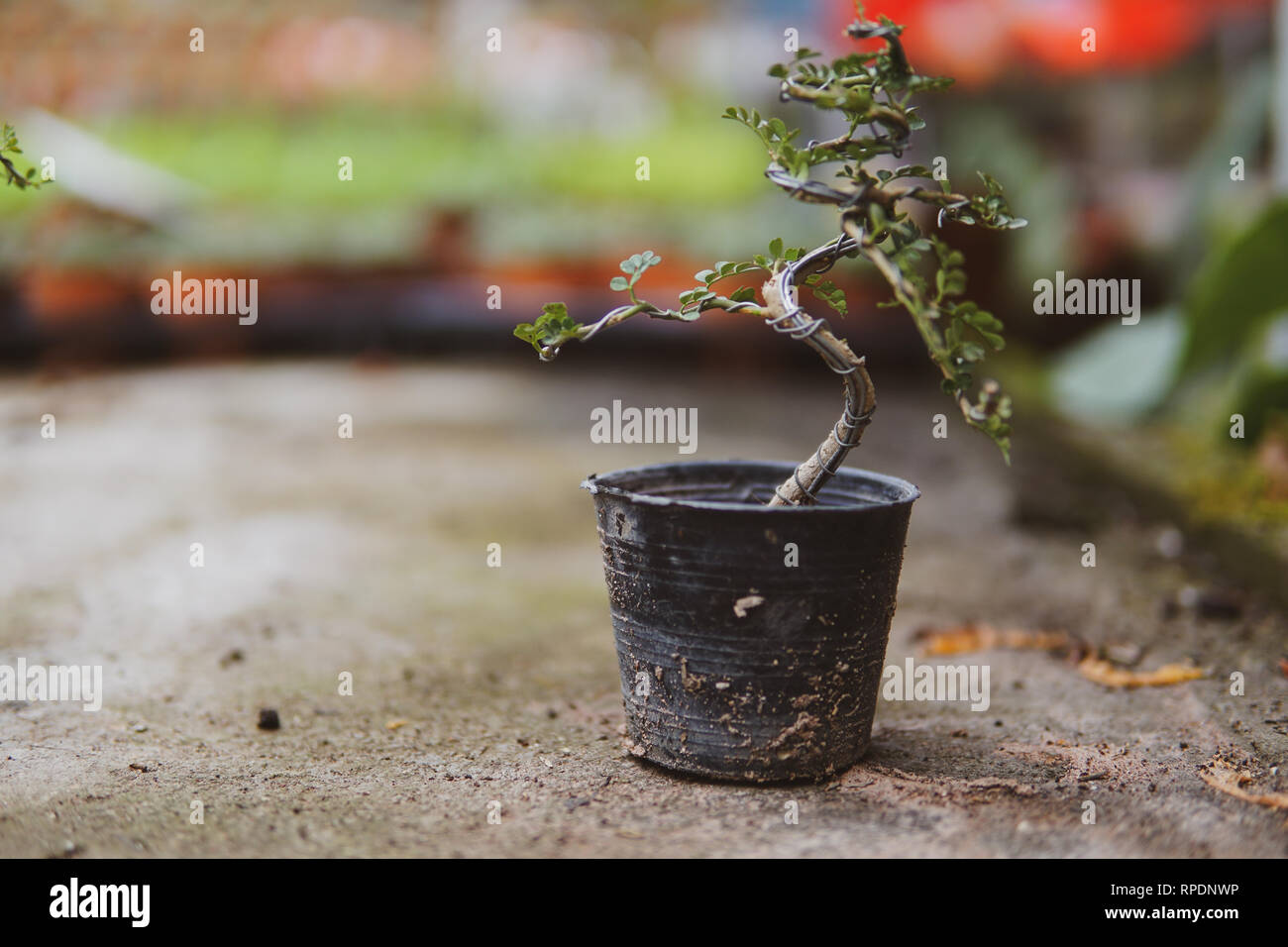 Making of bonsai trees. Handmade accessories wire and scrissor bonsai, bonsai tools, stand of