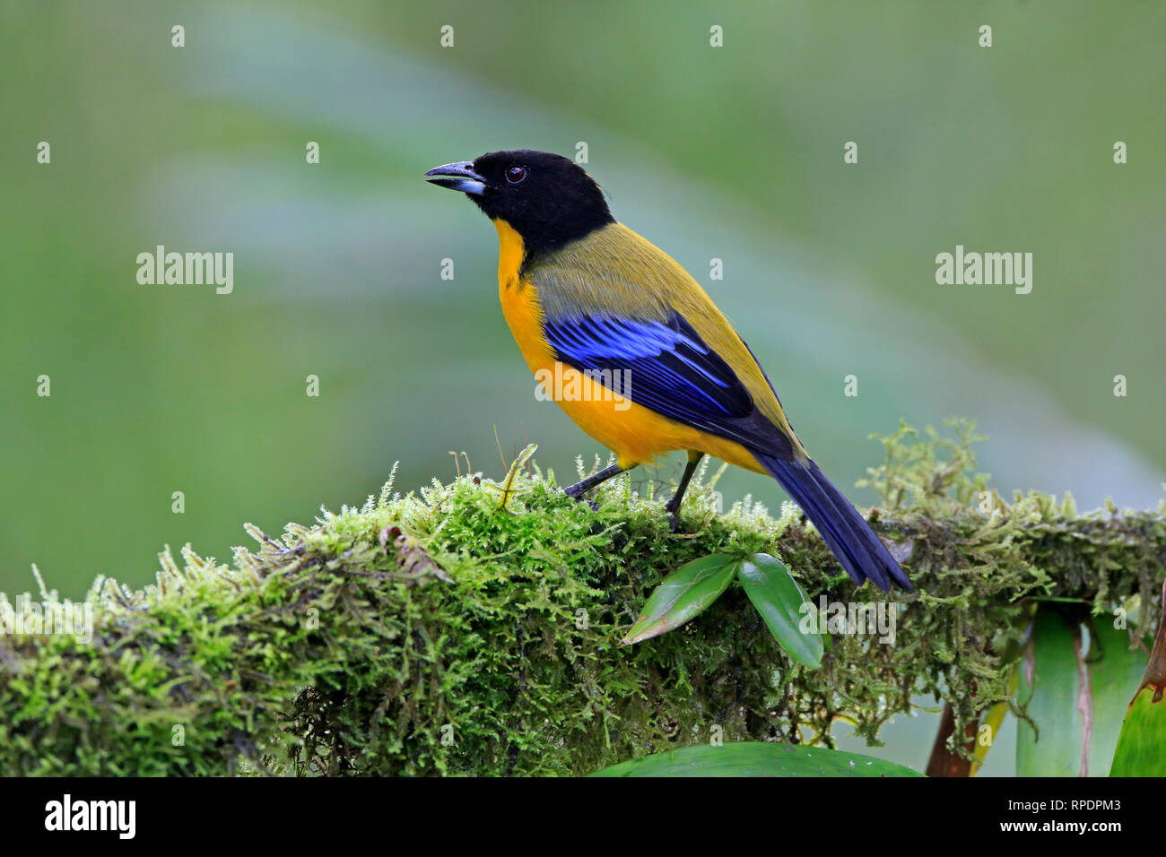 Black-chinned Mountain-Tanager at San Tadeo Ecuador Stock Photo - Alamy