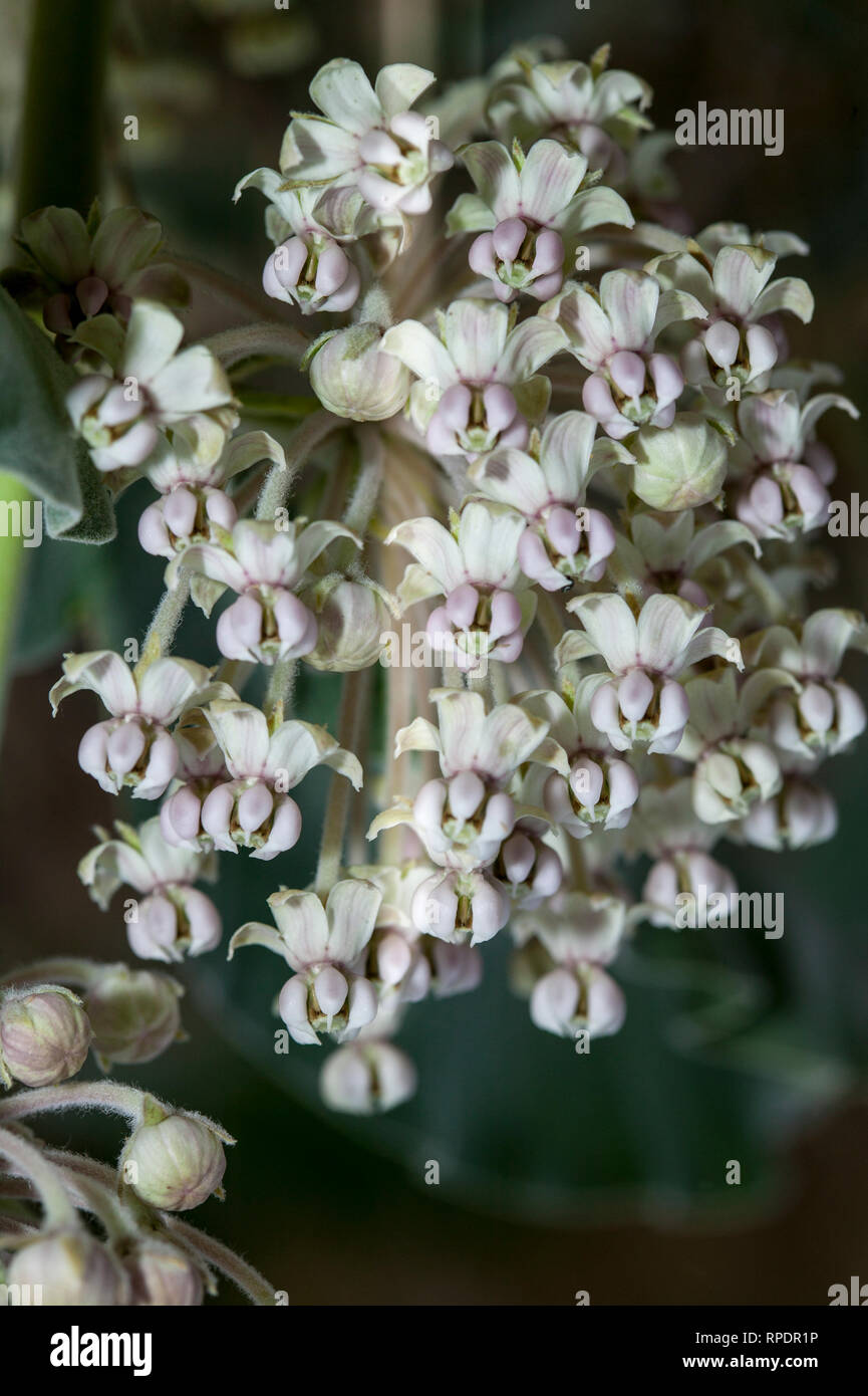 kotolo or indian milkweed growing in northern California Stock Photo