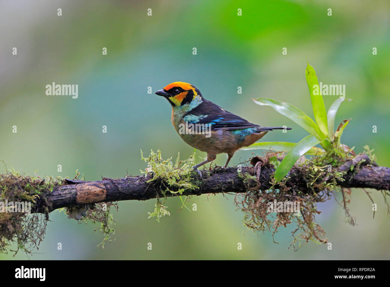 Flame-faced Tanager at San Tadeo Ecuador Stock Photo - Alamy