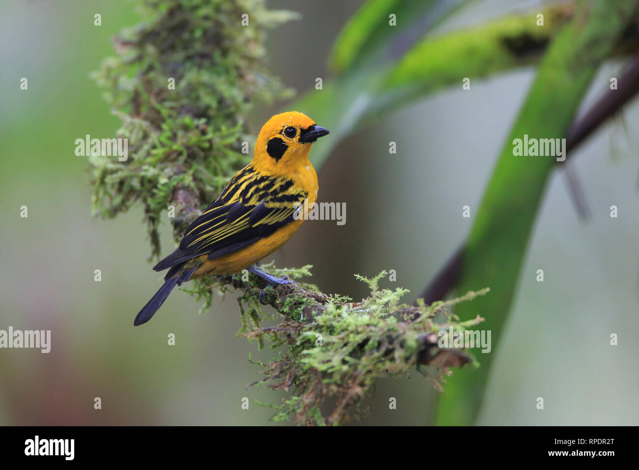 Golden Tanager at San Tadeo Ecuador Stock Photo - Alamy