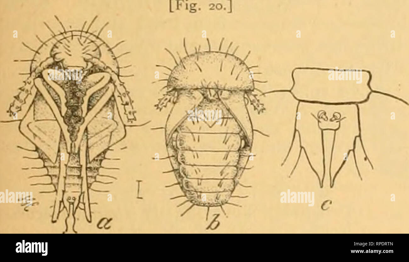 . The American entomologist. Entomology. THE AMERICAN ENTOMOLOGIST. 8i ...