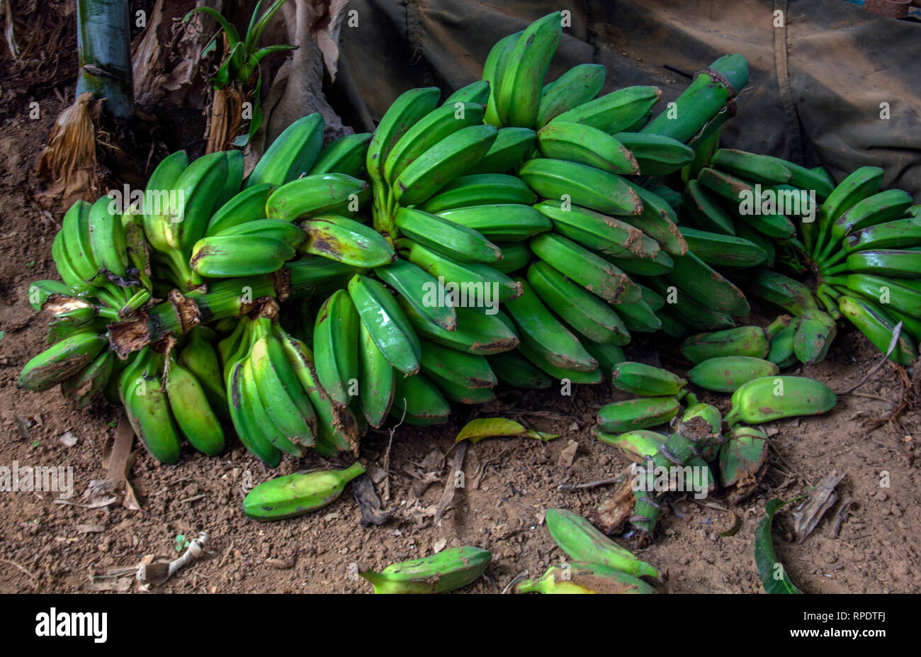 Racimo or bunch of banana Stock Photo