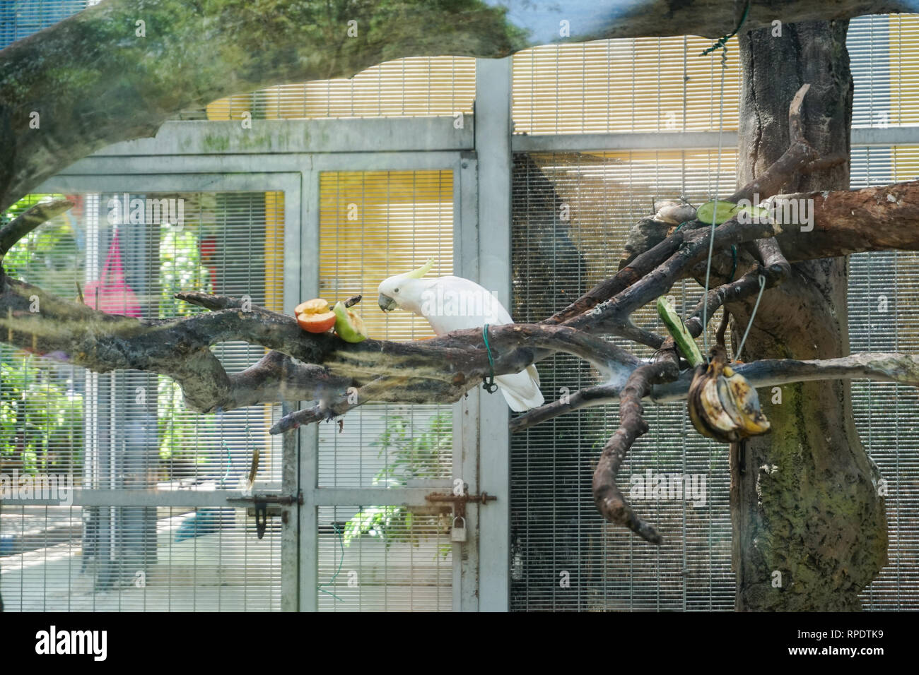 Parrot in captivity image Stock Photo Alamy