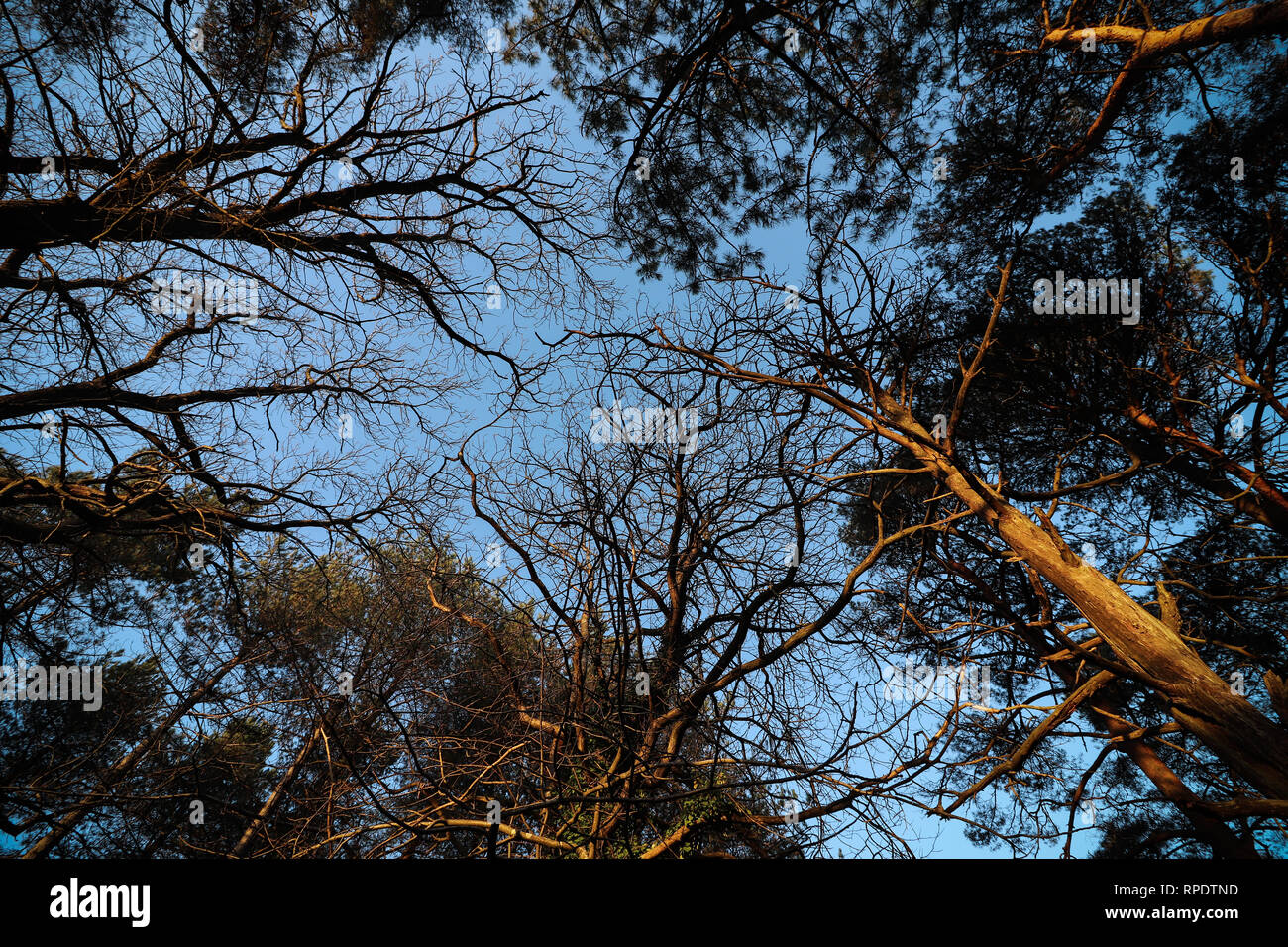 Tall trees Stock Photo