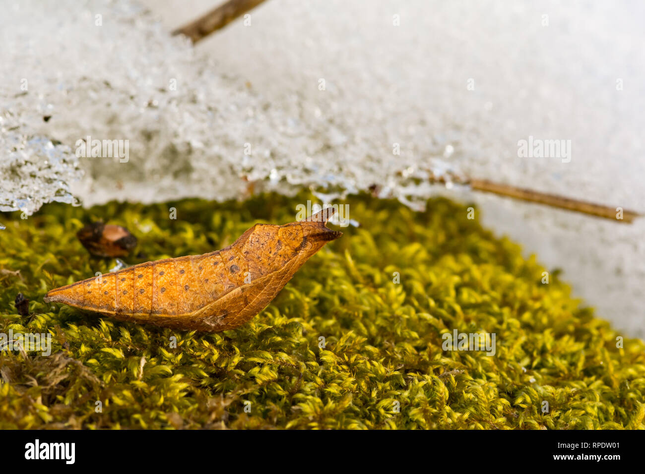 Spicebush Swallowtail Pupae (Papilio troilus) Stock Photo