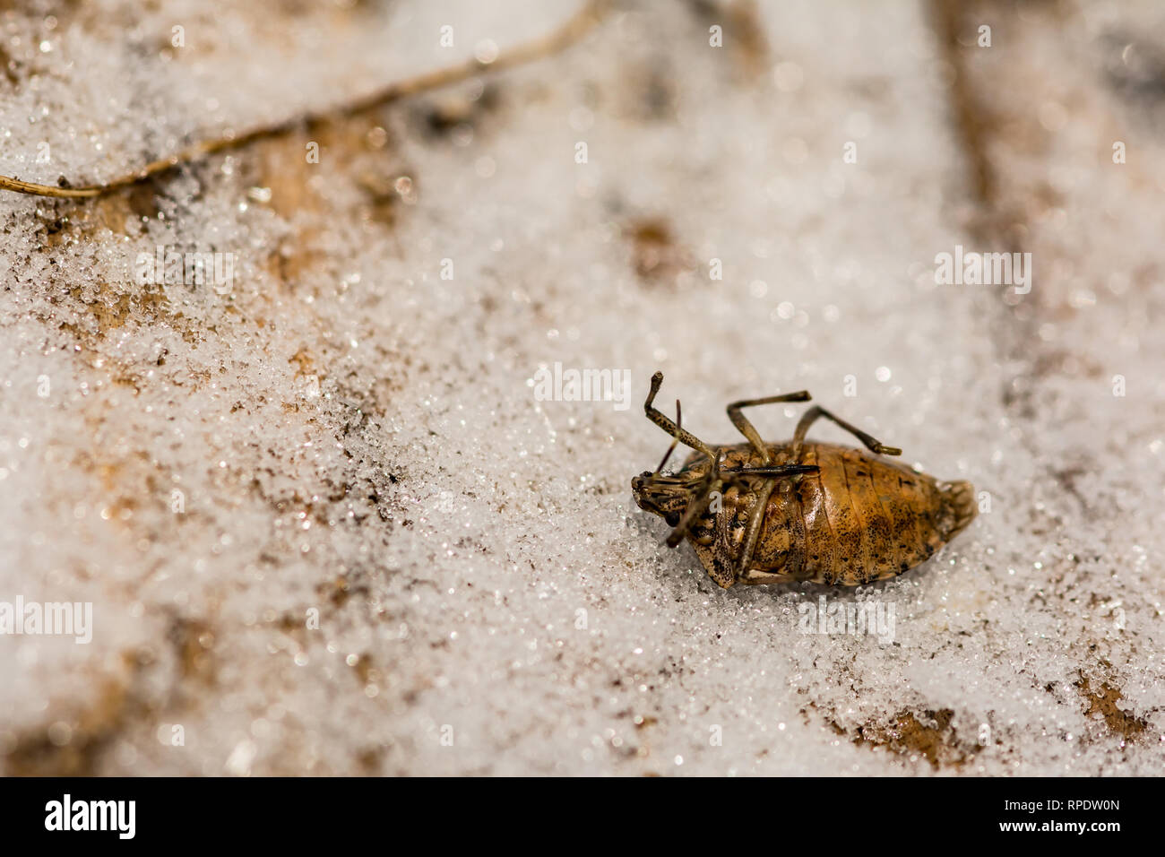 Brown Marmorated Stink Bug killed from extreme cold temperatures during hibernation. Stock Photo