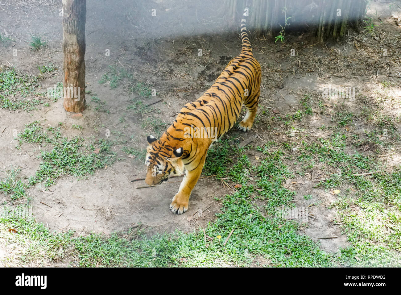 The Malayan tiger (Panthera tigris tigris) is a tiger population in