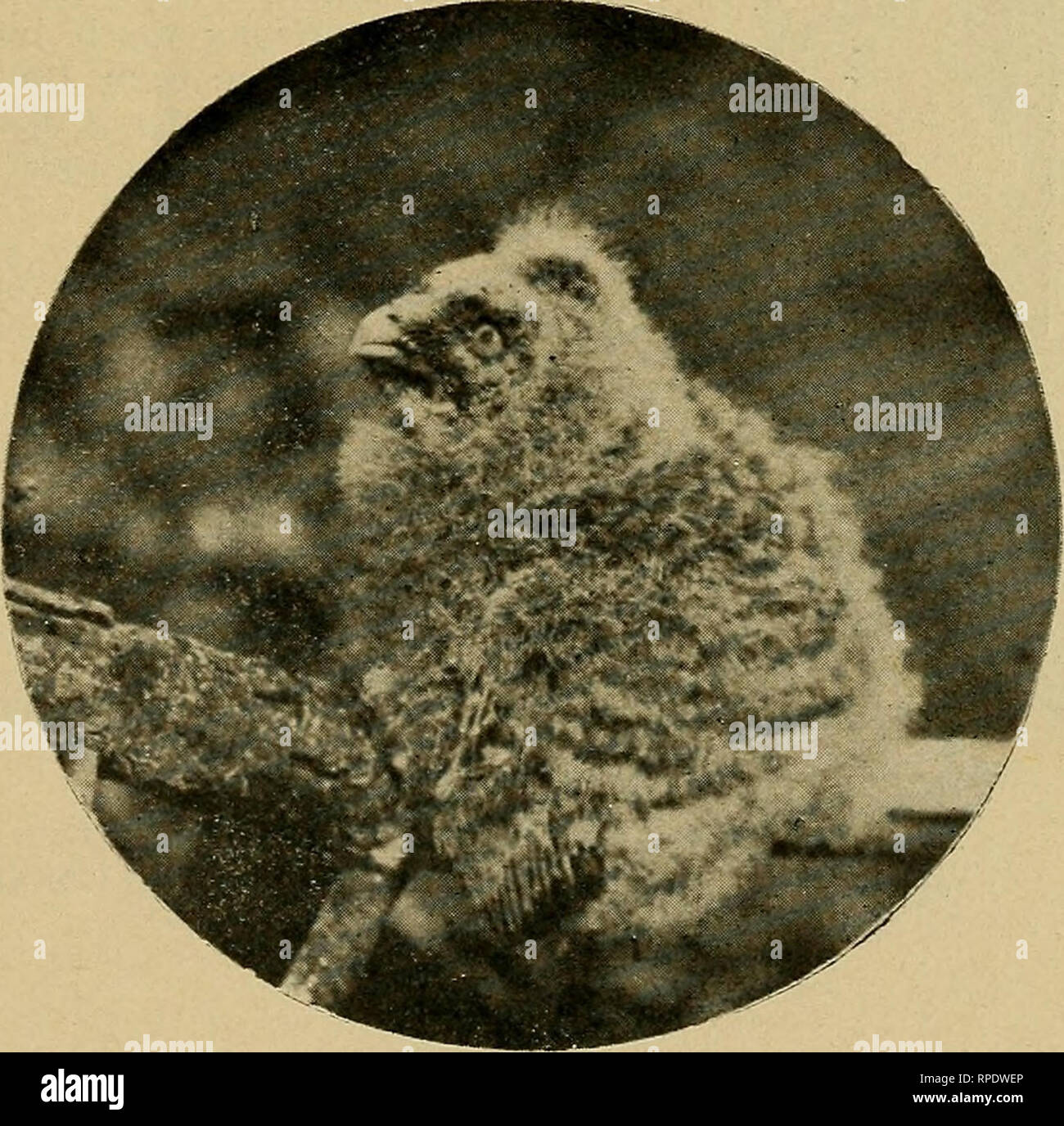 Chase away insects hi-res stock photography and images - Alamy