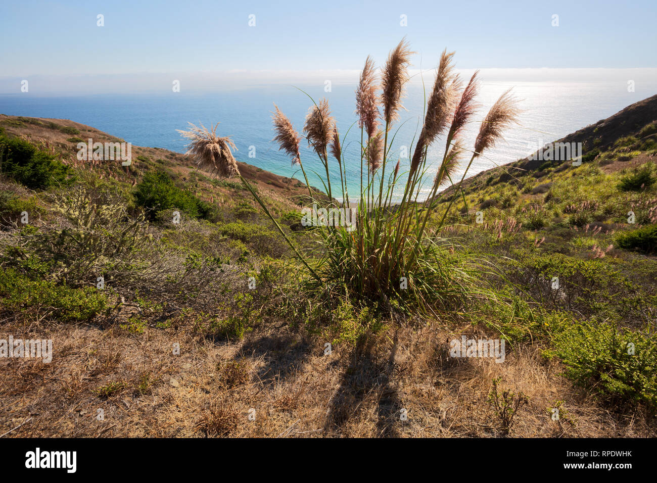 Bulrushes above the Pacific Ocean on State Route 1 (the Shoreline Highway), above Meyer Gulch, California, America Stock Photo