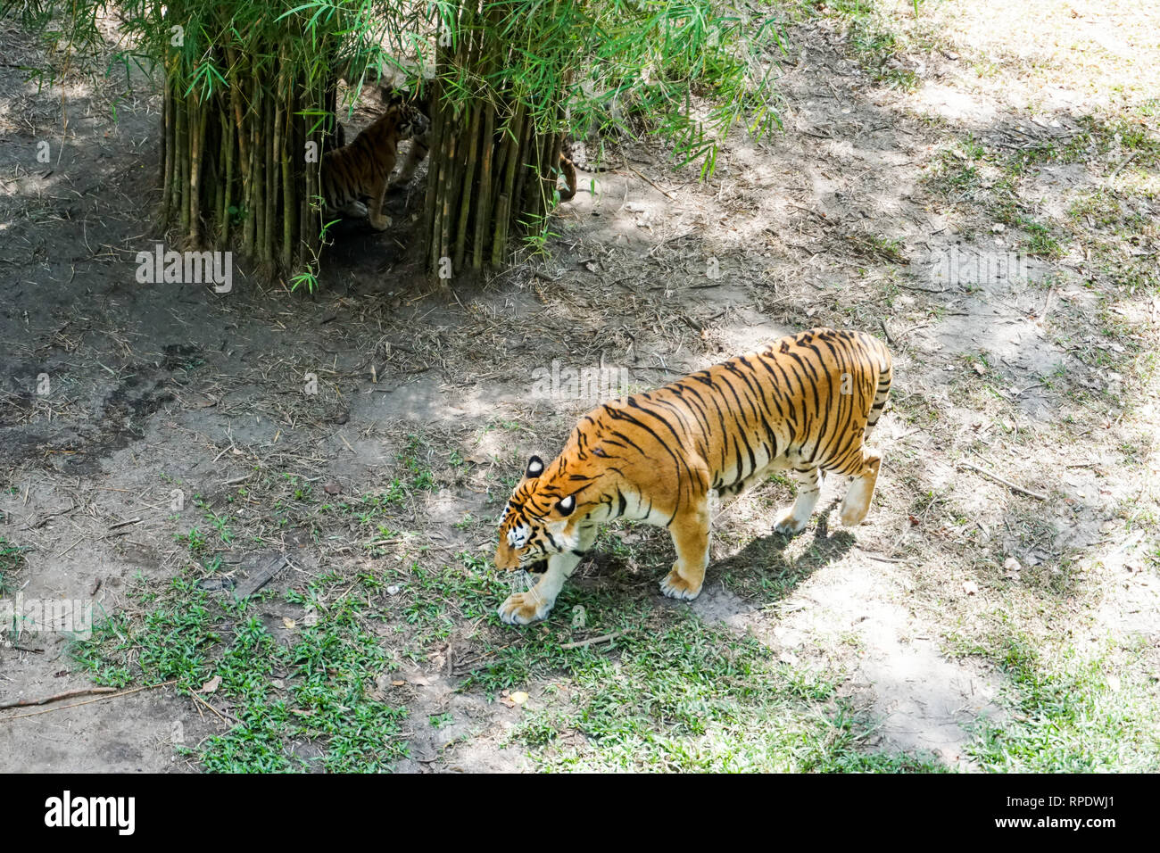The Malayan tiger (Panthera tigris tigris) is a tiger population in