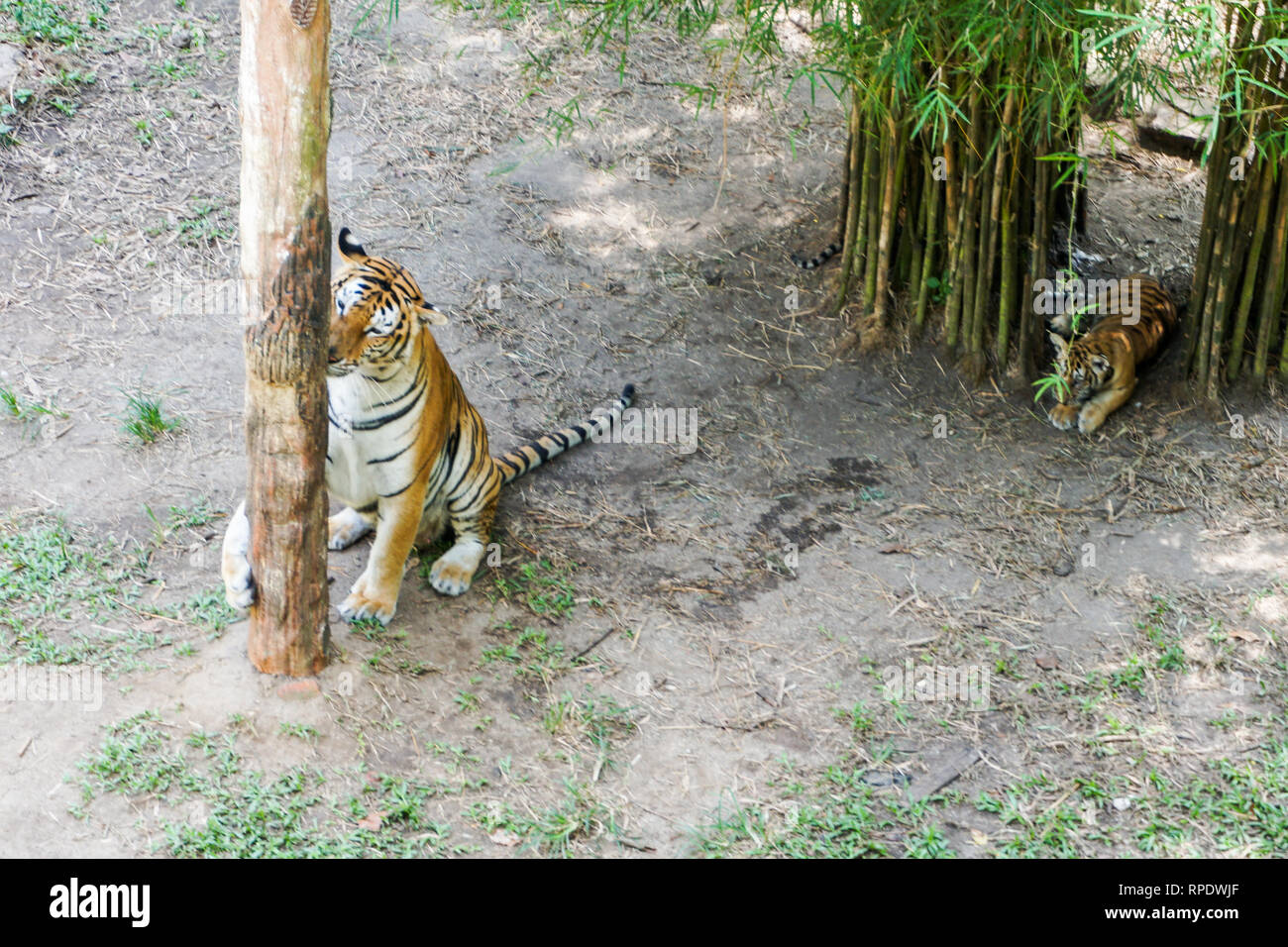 The Malayan tiger (Panthera tigris tigris) a tiger population in Peninsular Malaysia. The tiger with its newly born cubs Stock Photo - Alamy The Malayan tiger (Panthera tigris tigris) a tiger population in Peninsular Malaysia. The tiger with its newly born cubs Stock Photo - Alamy