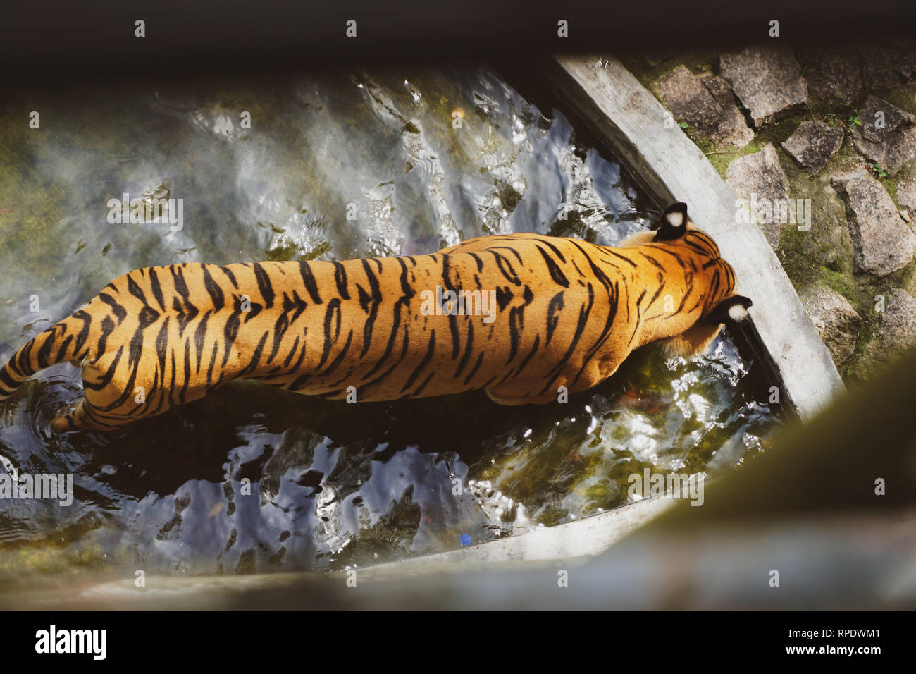 The Malayan tiger (Panthera tigris tigris) is a tiger population in