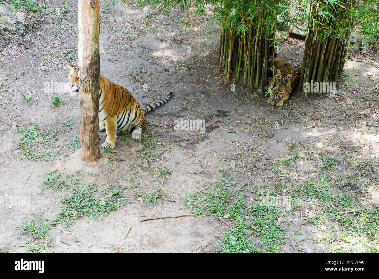 The Malayan tiger (Panthera tigris tigris) a tiger population in