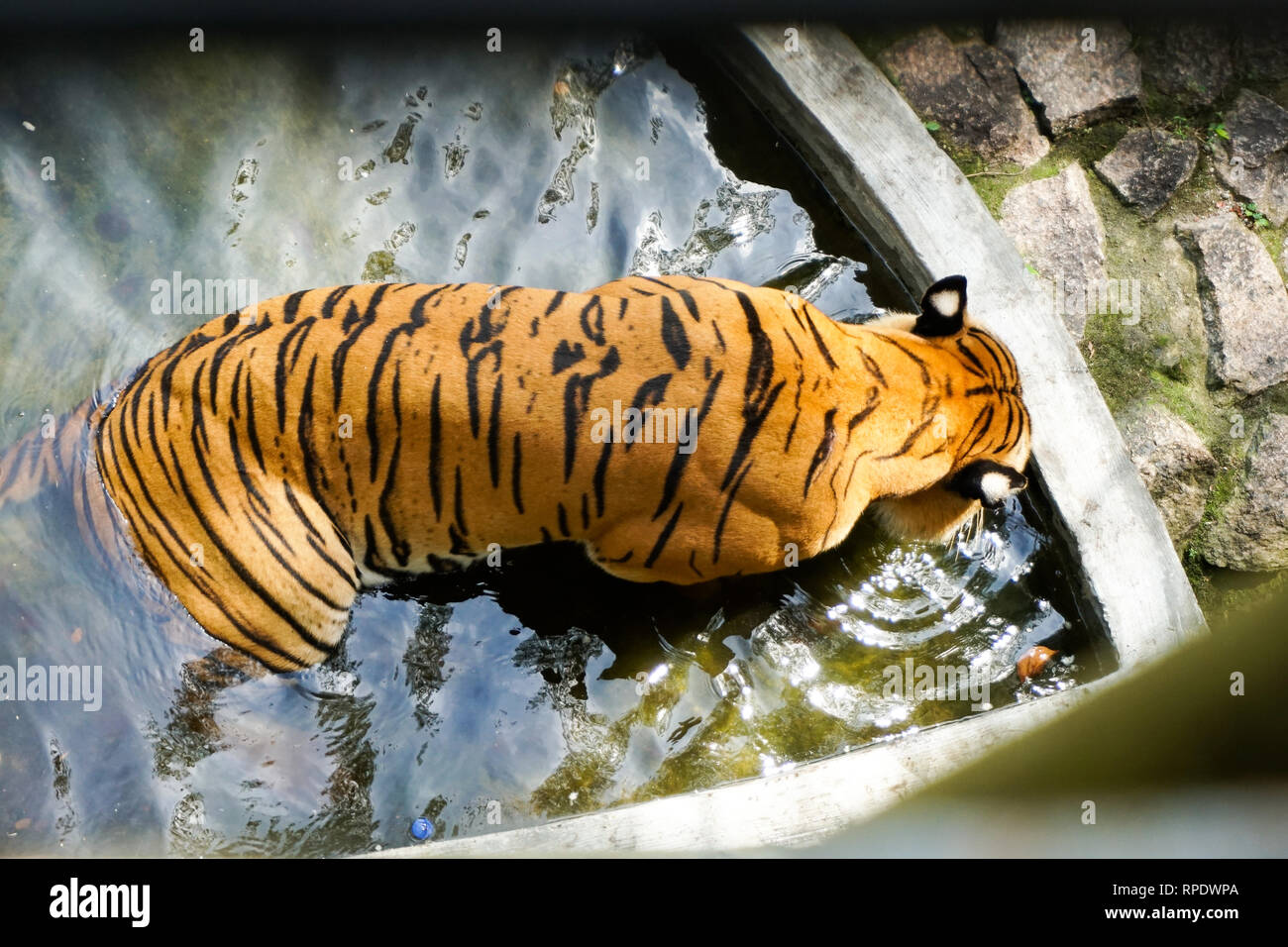 The Malayan tiger (Panthera tigris tigris) is a tiger population in