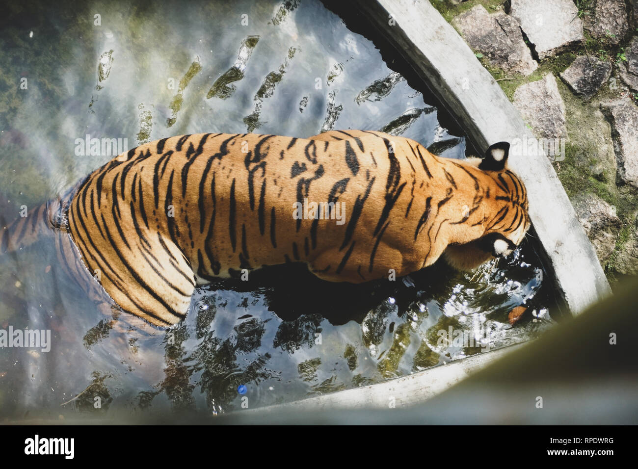 The Malayan tiger (Panthera tigris tigris) is a tiger population in