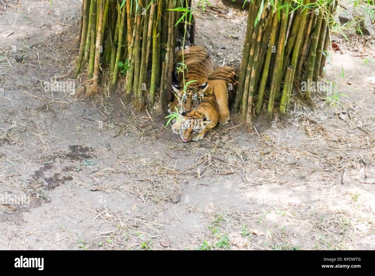 The Malayan tiger (Panthera tigris tigris) a tiger population in