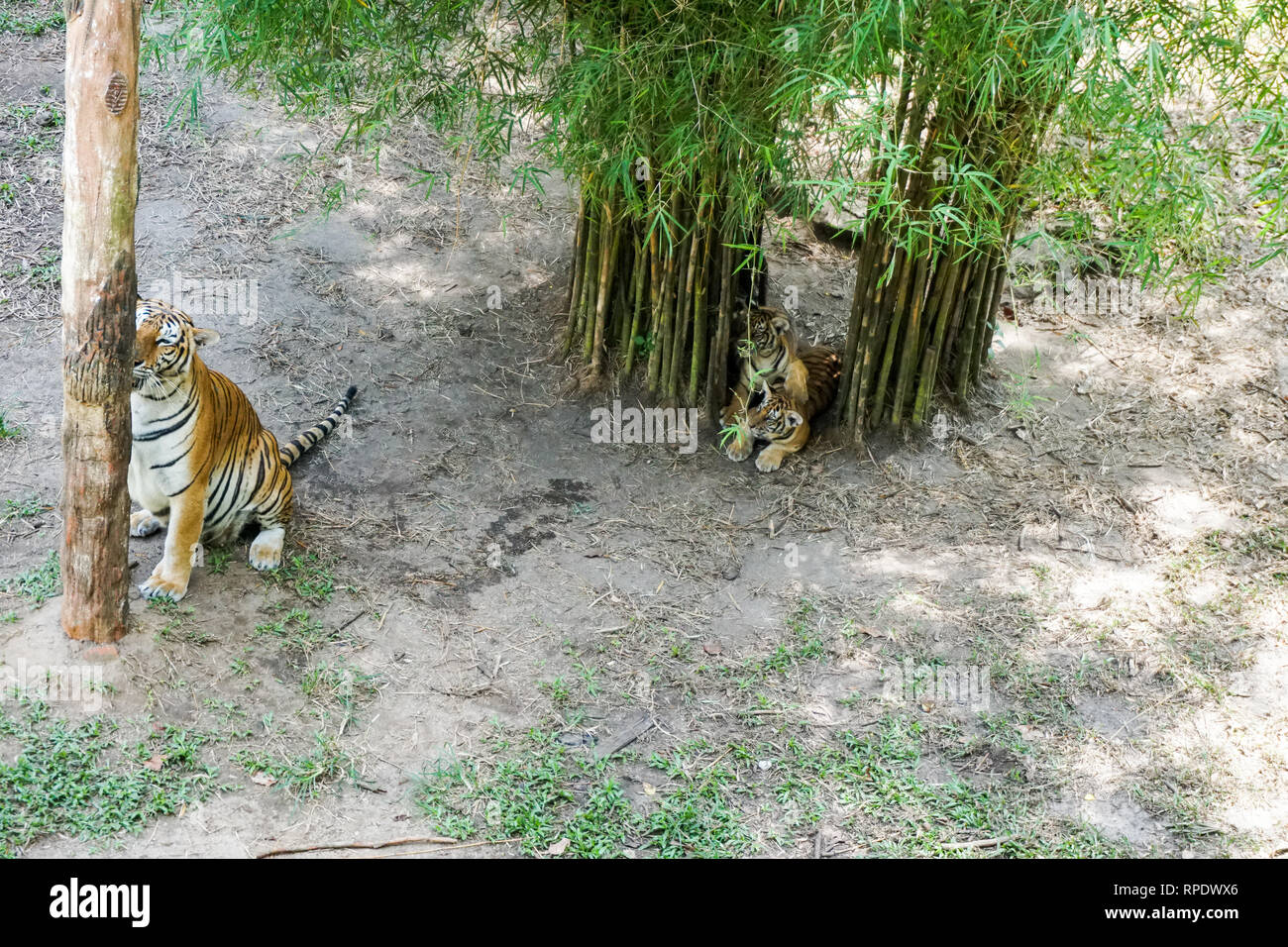 The Malayan tiger (Panthera tigris tigris) a tiger population in