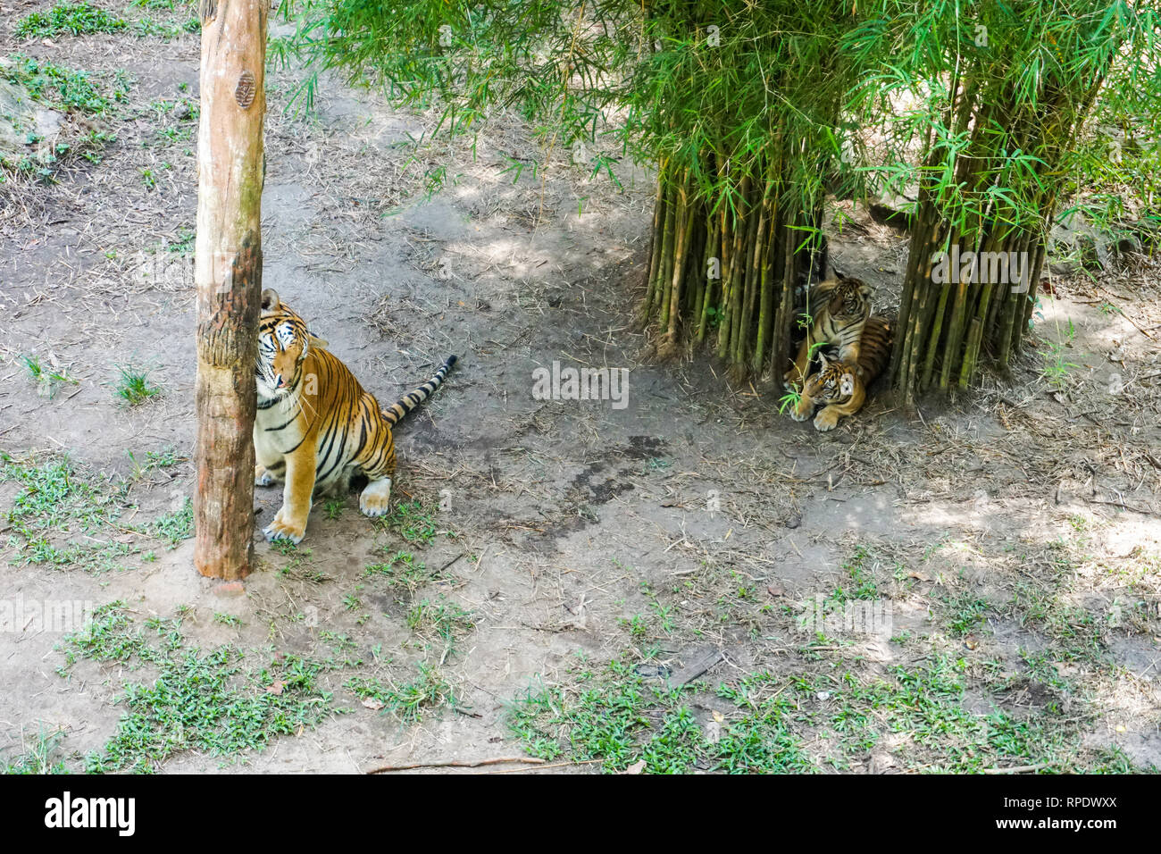 Sumatran Tiger Cub 51017 6 Week Editorial Stock Photo - Stock Image