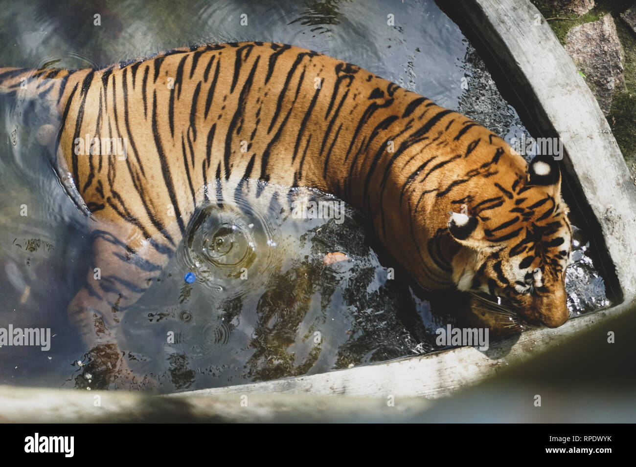 The Malayan tiger (Panthera tigris tigris) is a tiger population in Peninsular Malaysia Stock Photo