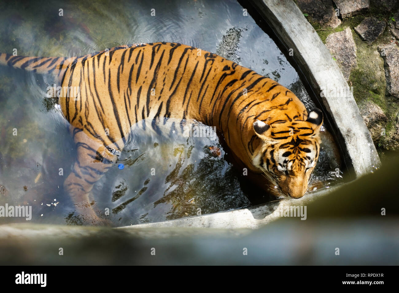 The Malayan tiger (Panthera tigris tigris) is a tiger population in