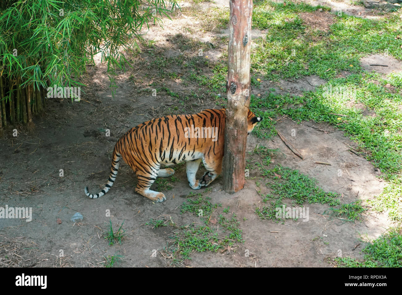 The Malayan tiger (Panthera tigris tigris) is a tiger population in