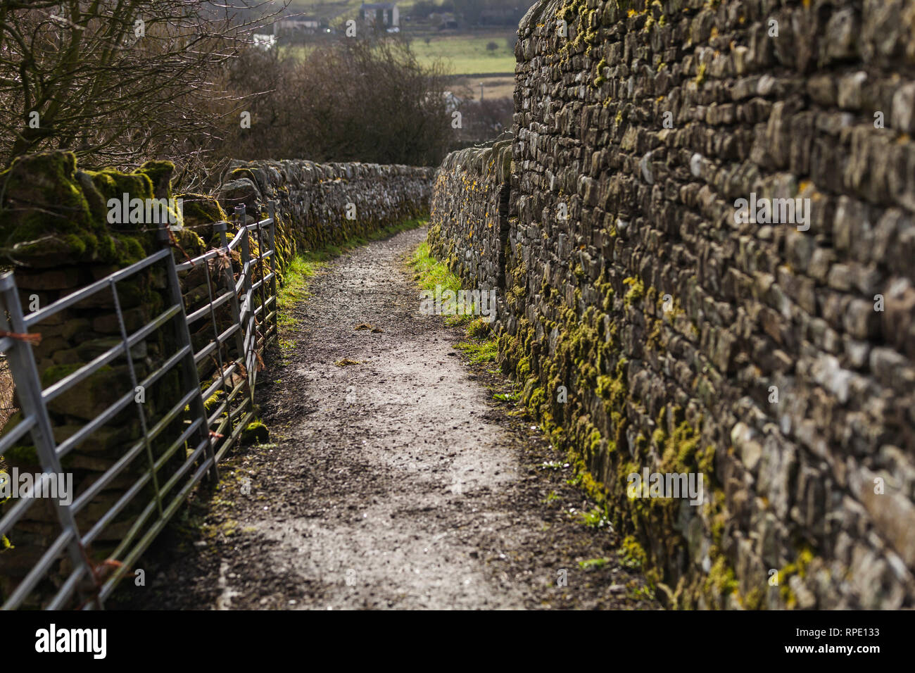 MOss covered stone walls in Teesdale,England,UK Stock Photo Alamy