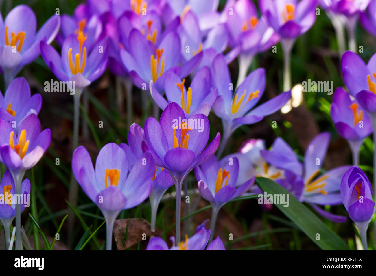 One of the first flowers to burst forth at the end of winter the Crocus brightens up the garden and spirits as a sign that spring is on the way Stock Photo