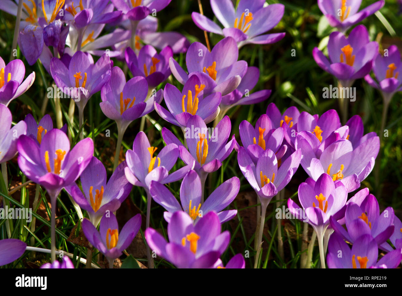 One of the first flowers to burst forth at the end of winter the Crocus brightens up the garden and spirits as a sign that spring is on the way Stock Photo