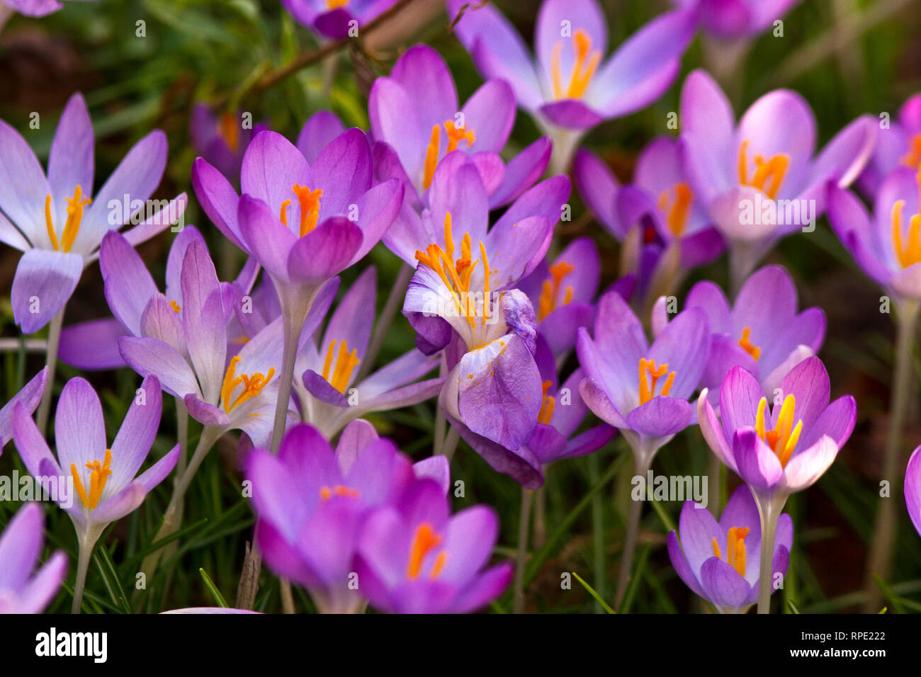 One of the first flowers to burst forth at the end of winter the Crocus brightens up the garden and spirits as a sign that spring is on the way Stock Photo