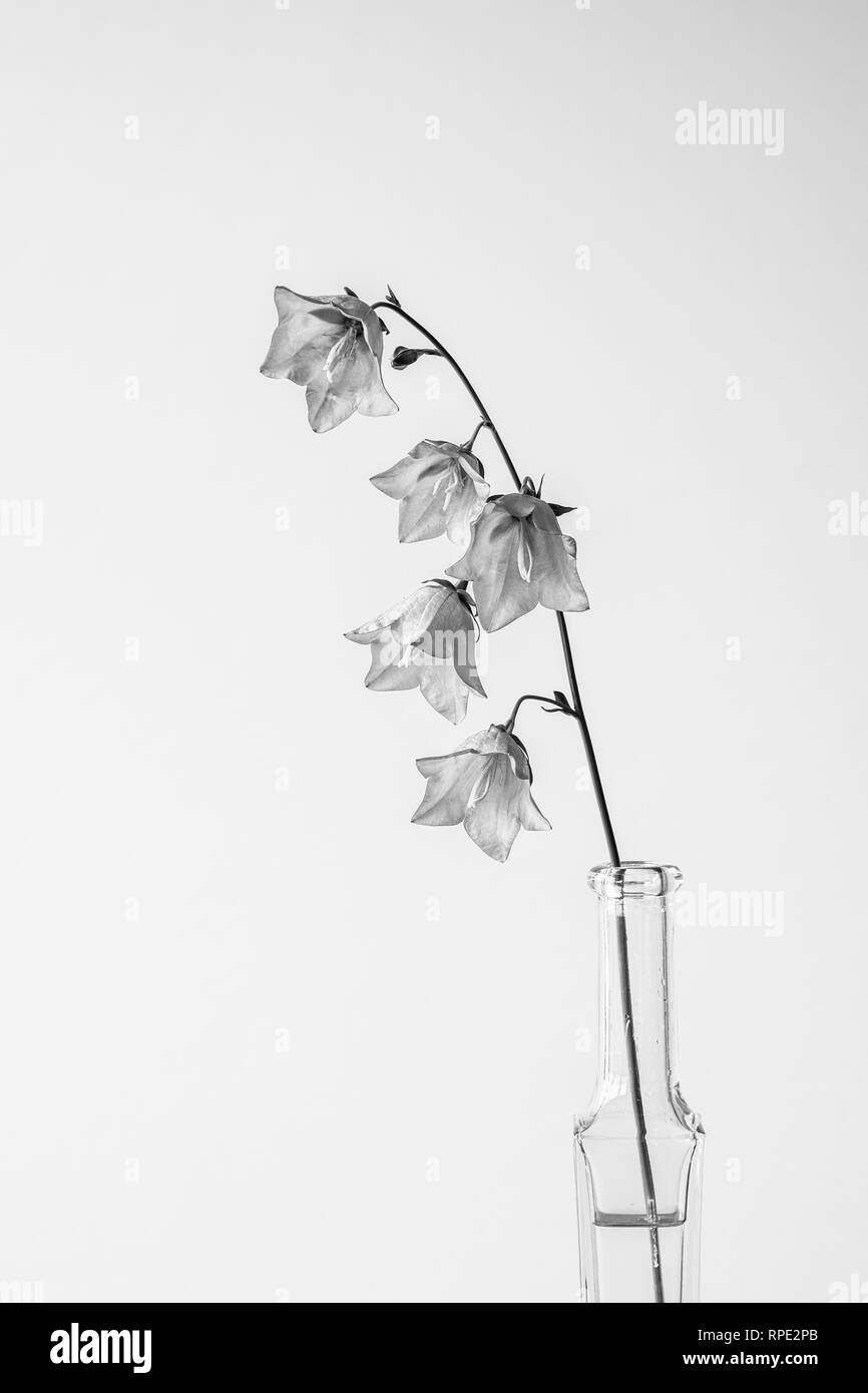Campanula still life single flower in bottle Stock Photo